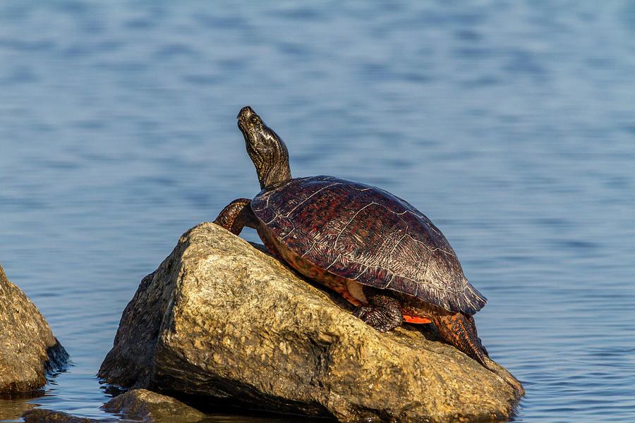 Sunning Red-Bellied Cooter Photograph by Liza Eckardt