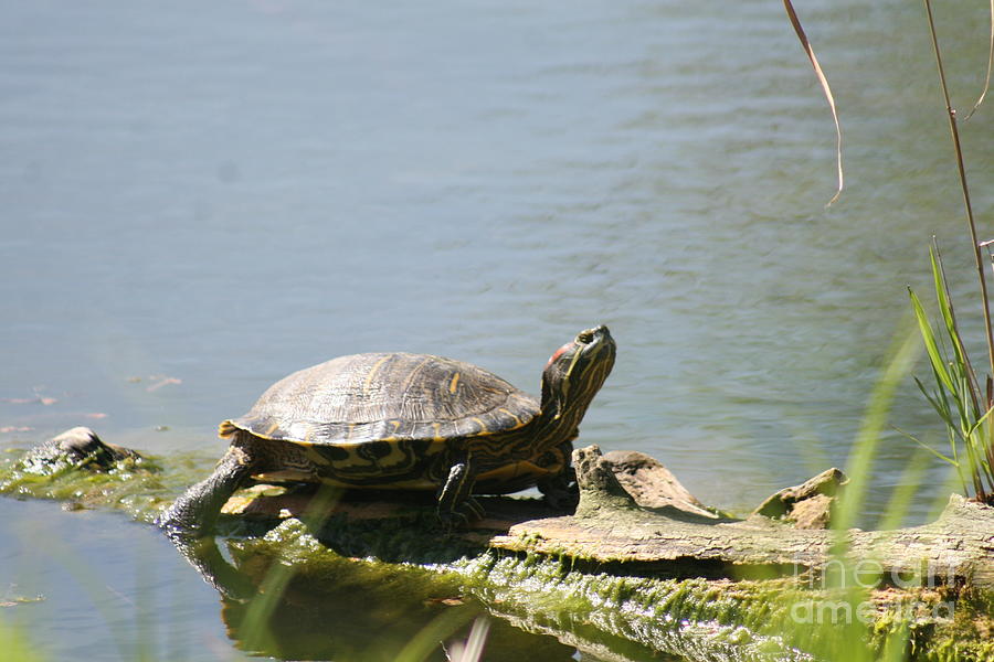 Sunning Turtle 2021 I Photograph by Darren Dwayne Frazier - Fine Art ...