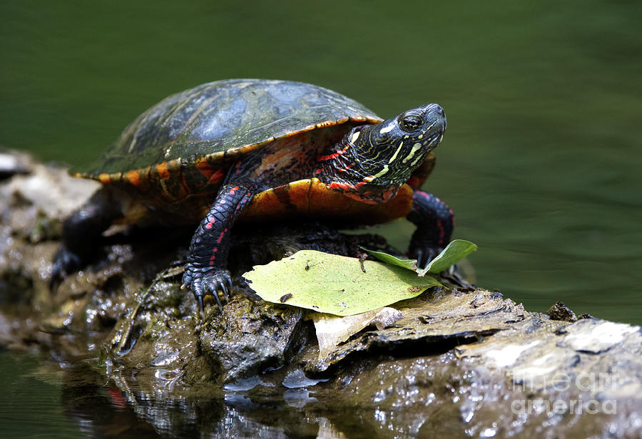 Sunning Turtle Photograph by Douglas Stucky