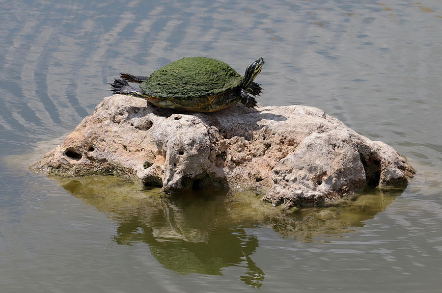 Sunning Turtle on a Rock Photograph by David T Wilkinson