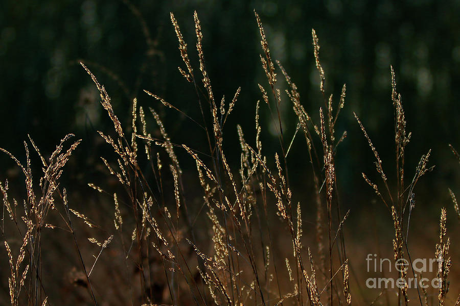 Sunny Backlit Grasses Photograph by Stephen Melia