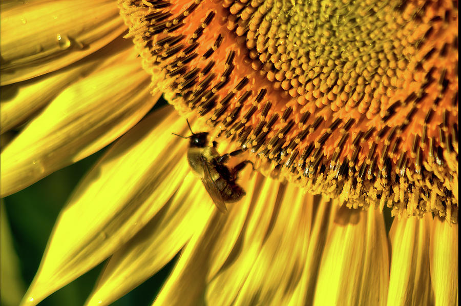 Sunny bee Photograph by Buddy Scott