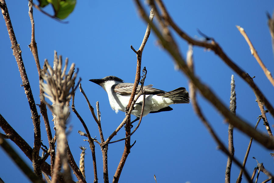 Sunny Bird Photograph by Ashley Polet - Fine Art America