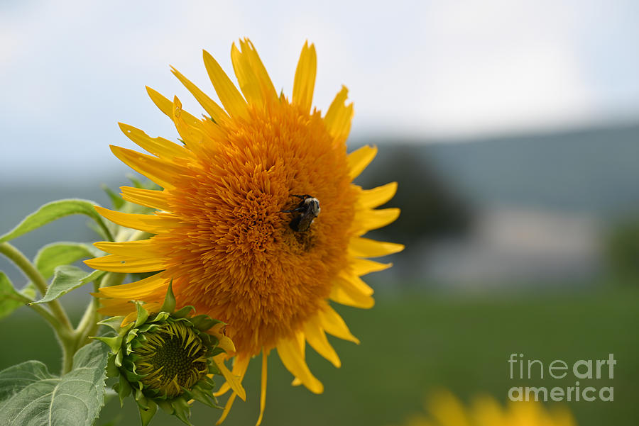 Sunny Bumble Bee Photograph by Laura Honaker