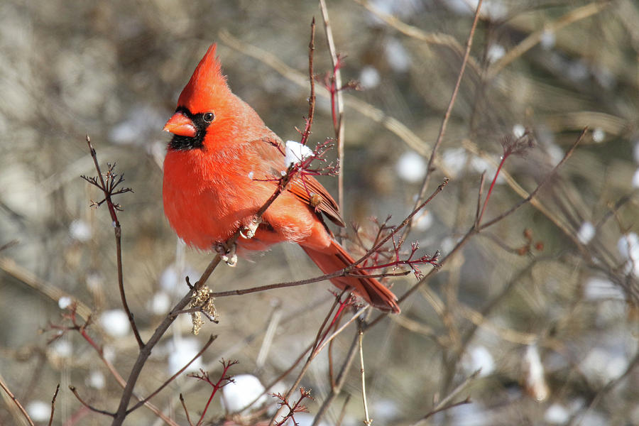 Sunny Cardinal Photograph by Brook Burling