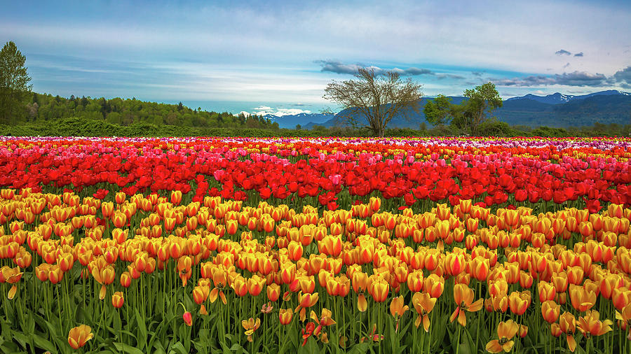 Sunny colorful tulip fields Photograph by Alex Lyubar