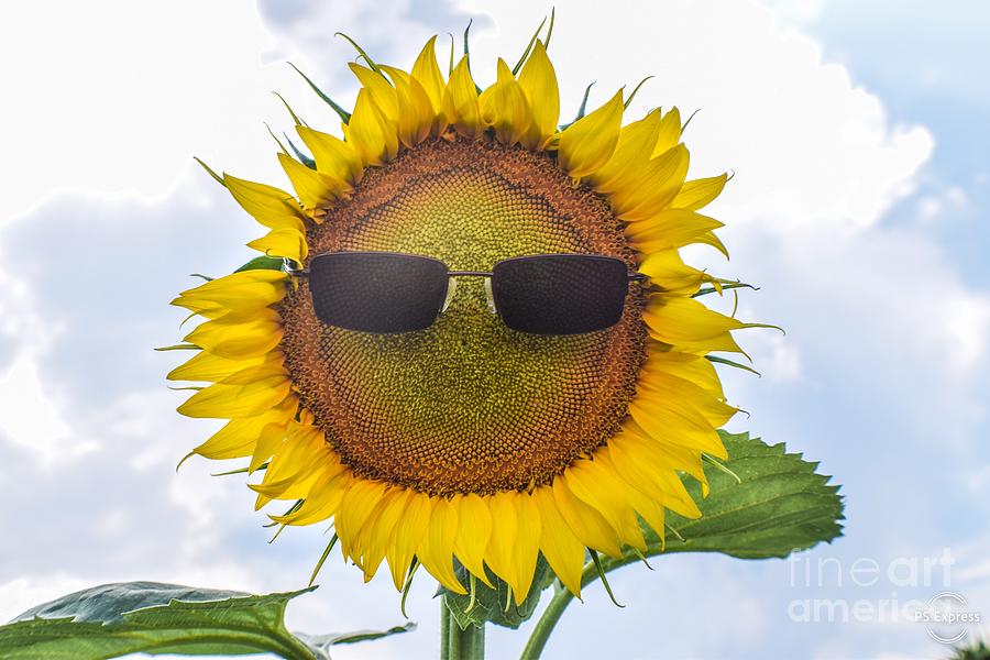 Sunny Cool Sunflower Photograph by Anita Streich