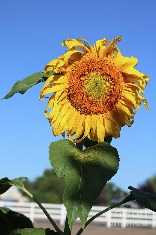 Sunny Country Sunflower Photograph by Carol Groenen