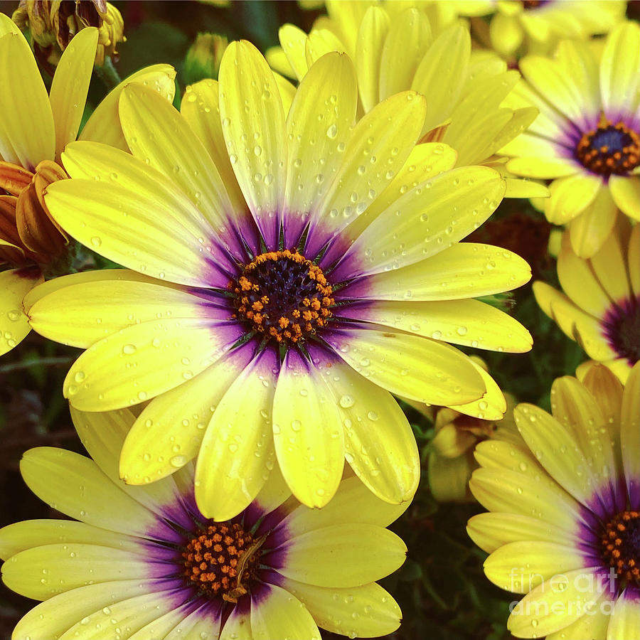 Sunny Daisies Photograph by Wendy Golden