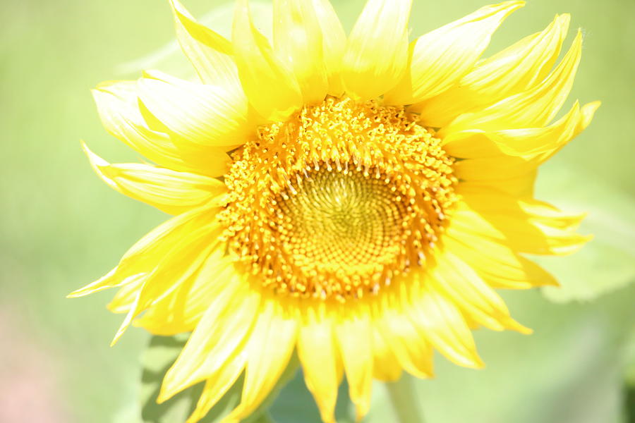 Sunny Day Sunflower Photograph by Laura Smith