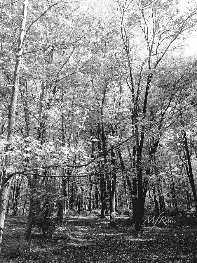 Sunny Day With Trees Black And White Photograph by Maureen Rose