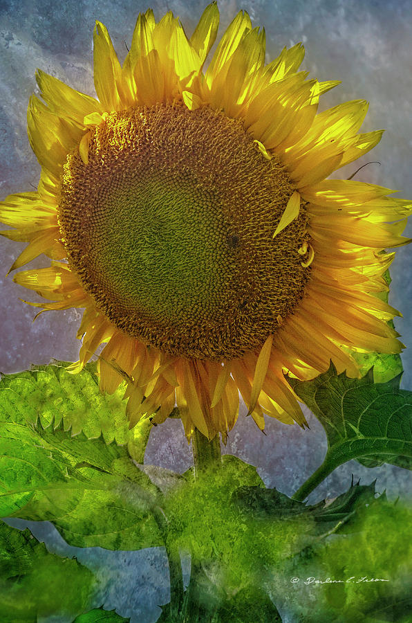 Sunflower Digital Art - Sunny Face by Darlene Freas