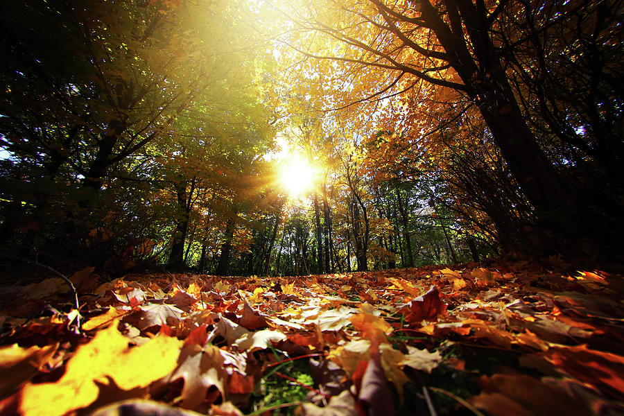 Sunny Fall Leaves Photograph by Nicole Engstrom