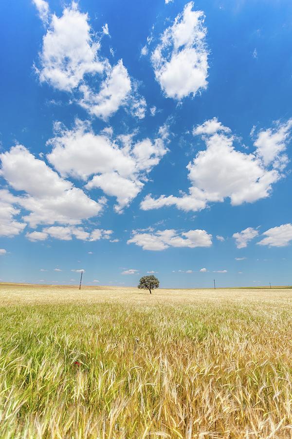 Sunny field Photograph by FRANK Designs - Fine Art America