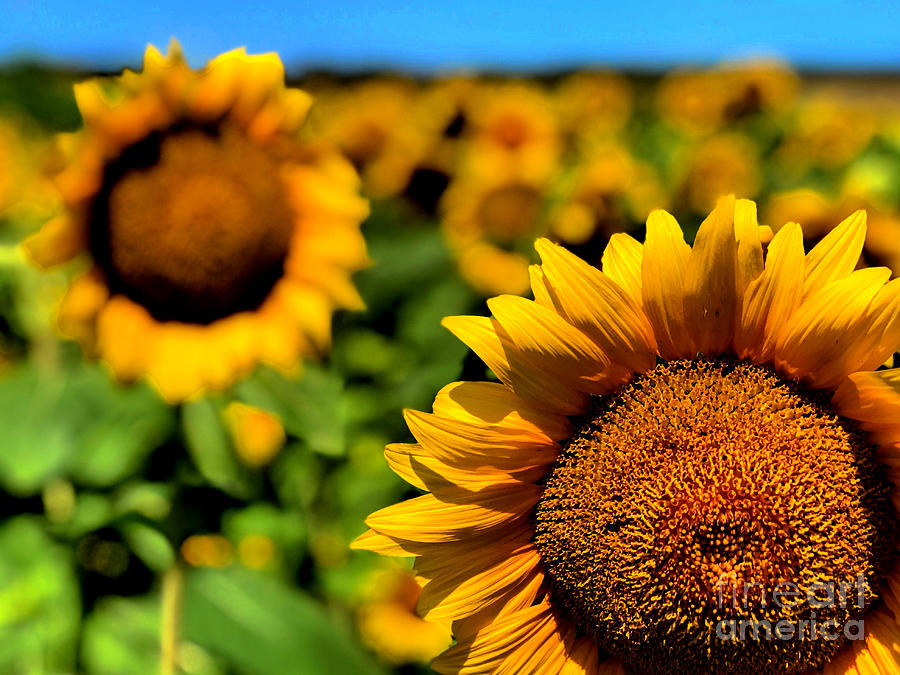 Sunflower Photograph - Sunny Field by Jenny Revitz Soper