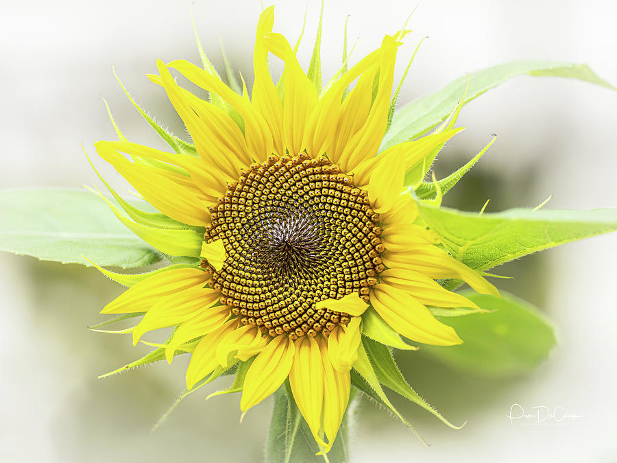 Sunny Flower Photograph by Pam DeCamp
