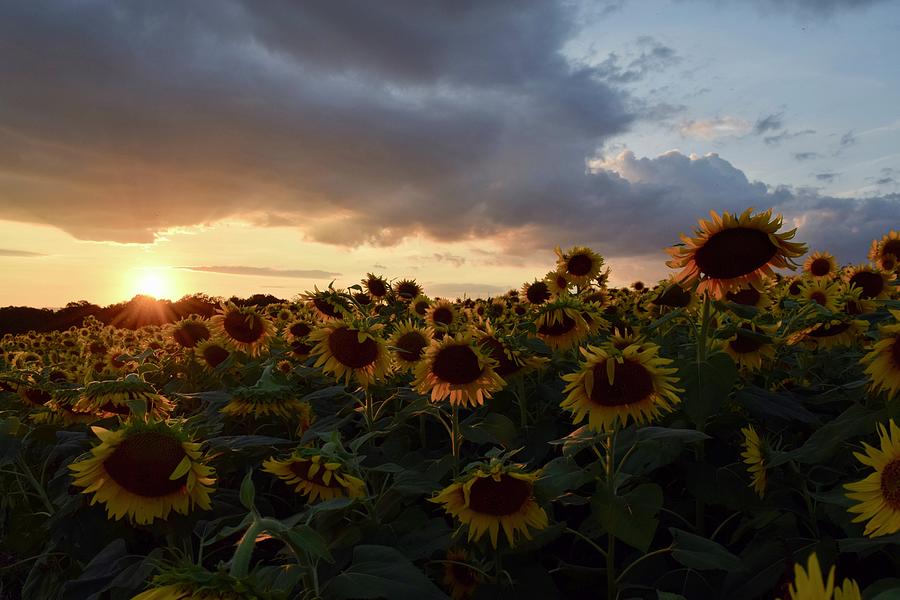 Sunny Flower Photograph by Samantha Boswell - Fine Art America