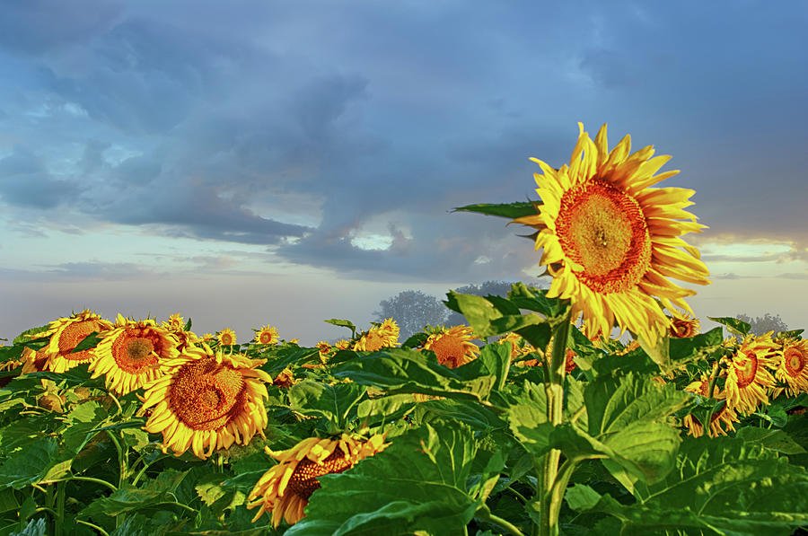 Sunflower Photograph - Sunny Flowers by Ryan Crane