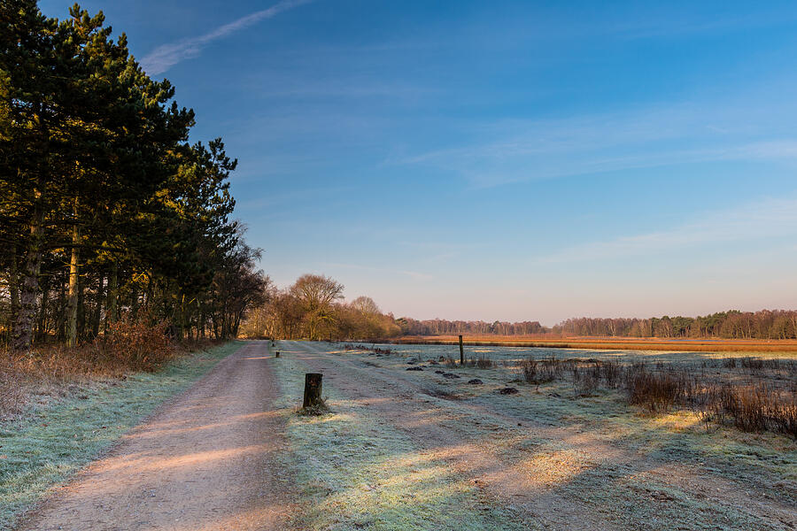 Sunny Frosty Morning Photograph by William Mevissen
