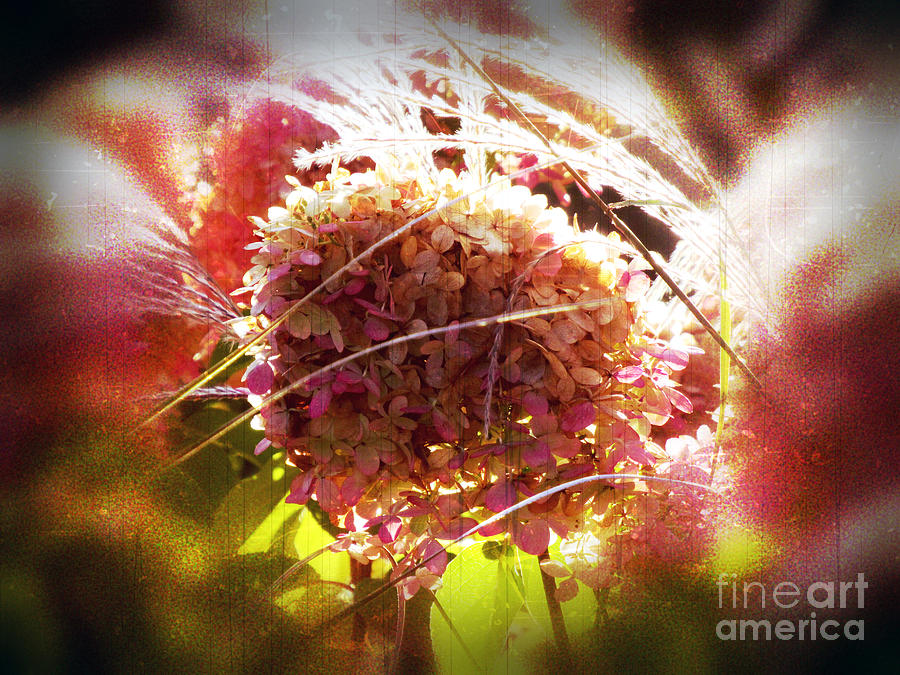 Summer Photograph - Sunny Gold and Pink Hydrangea by Sea Change Vibes