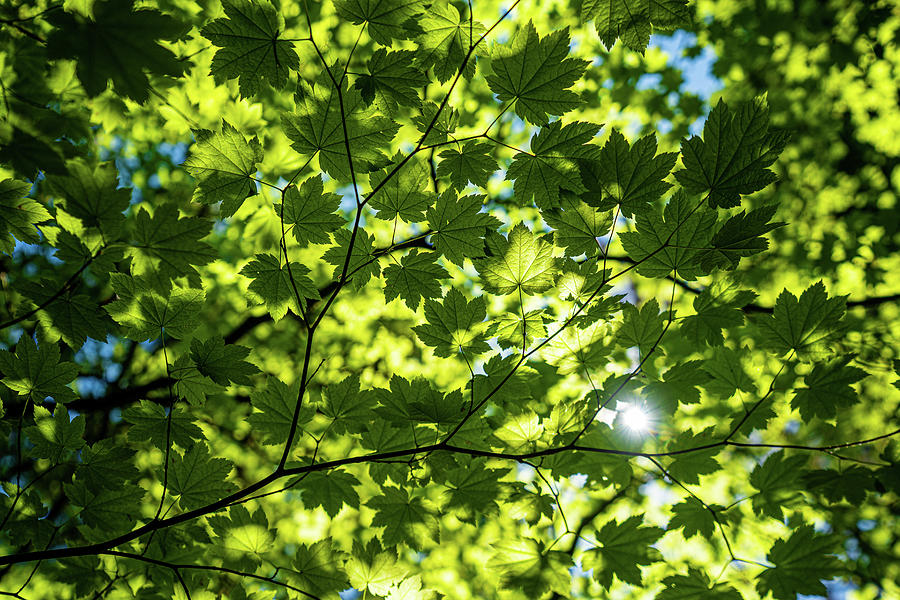 Sunny Green Photograph
