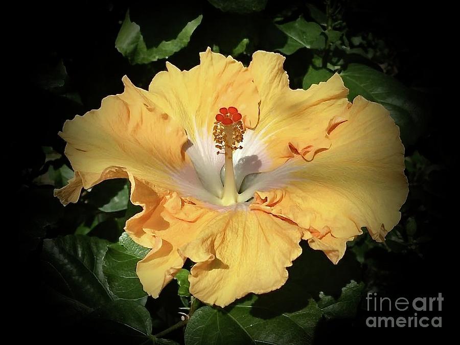 Sunny Hibiscus Photograph by Jeannie Rhode