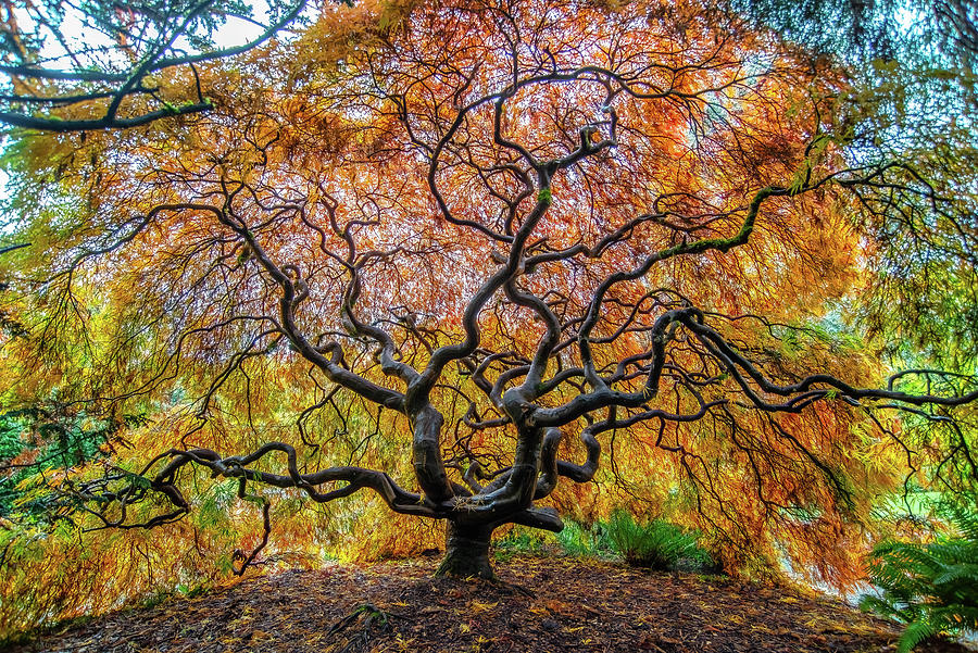 Sunny Japanese Maple Photograph by Jerry Cahill