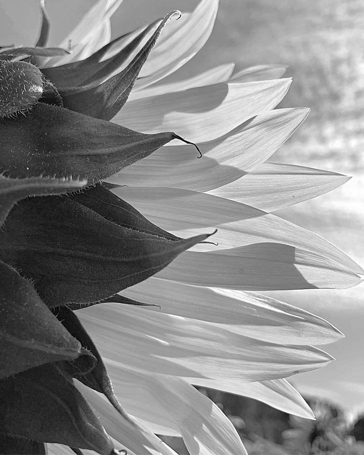 Sunny Layers From the Rear BW Photograph by Lee Darnell