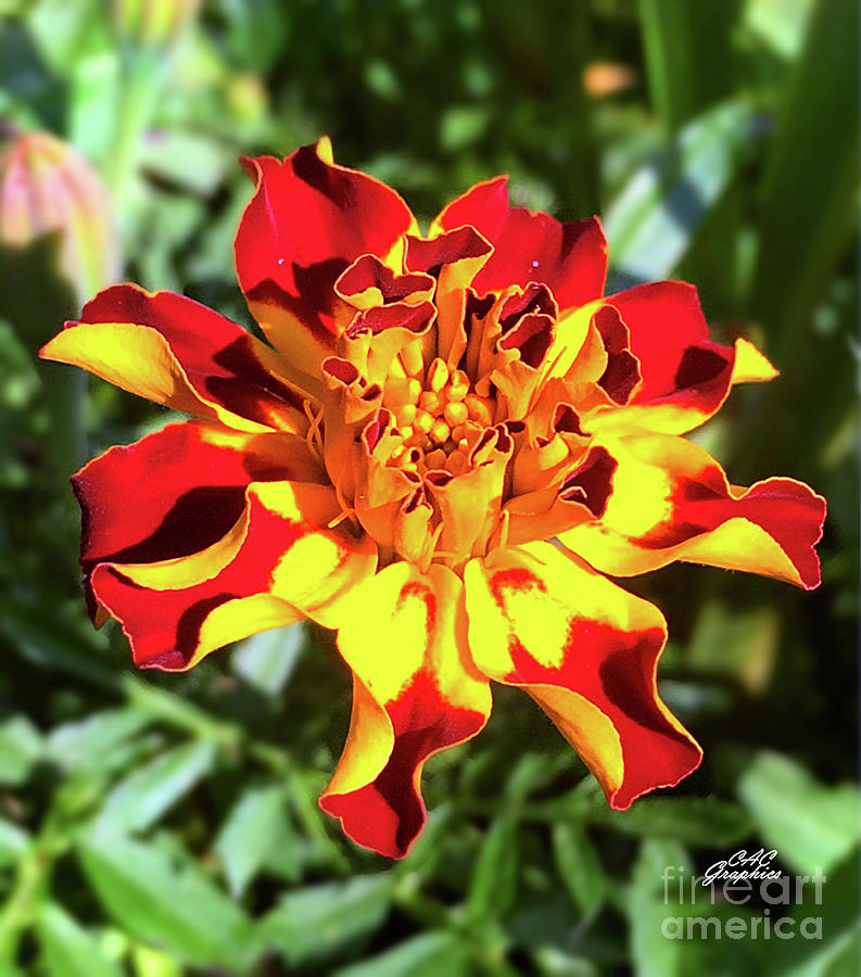 Sunny Marigold Photograph by CAC Graphics
