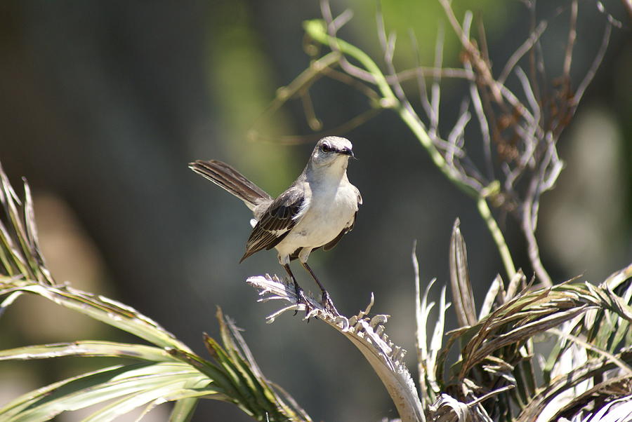 Sunny Mockingbird Photograph by Heather E Harman Sunny Mockingbird Photograph by Heather E Harman
