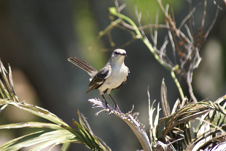 Sunny Mockingbird Photograph by Heather E Harman