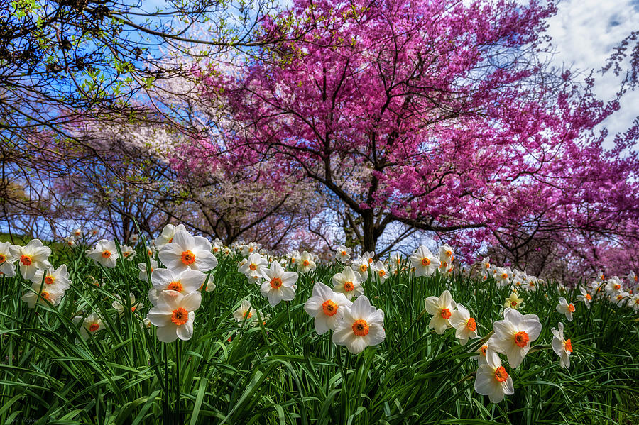 Spring Photograph - Sunny Morning At Highland Park by Mark Papke