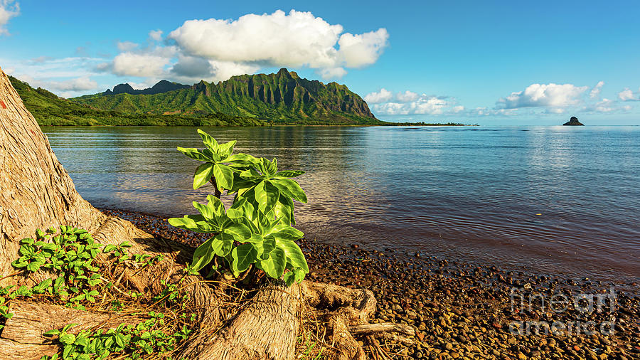 Sunny Morning Seascape From Kahaluu Kaneohe Hawaii Photograph