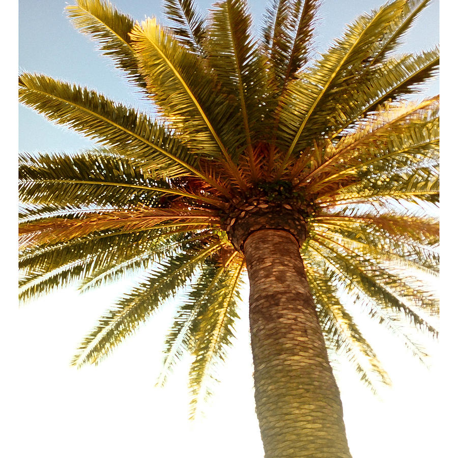 Sunny palm tree Photograph by Saska Milivojevic - Pixels