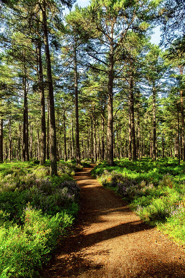 Sunny path in the Abernethy Forest Photograph by Robert Murray - Fine ...