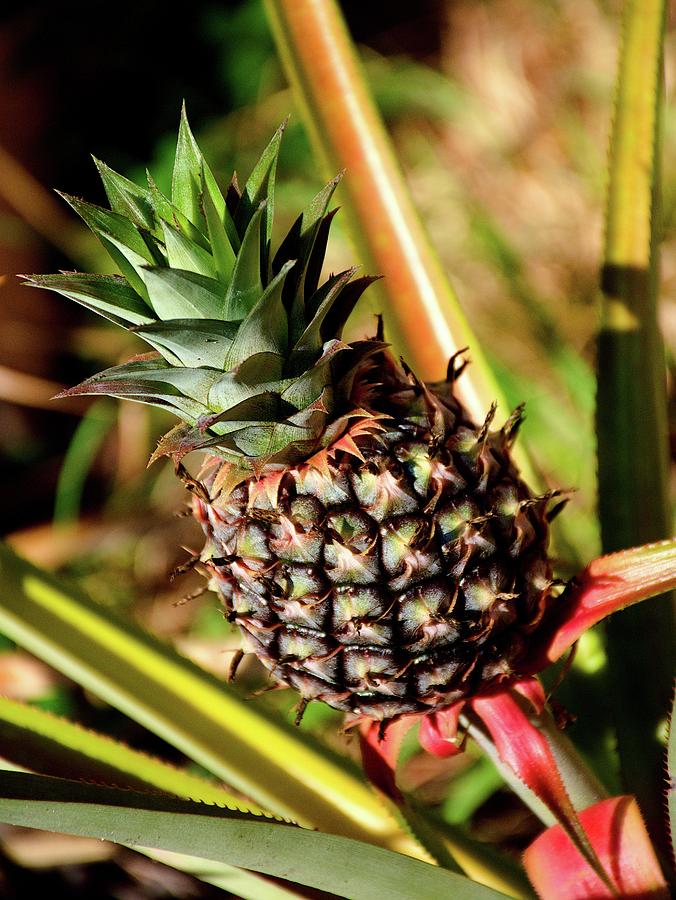 Sunny Pineapple Plant  Photograph by Christopher Mercer