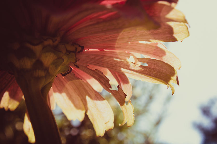 Sunny Pink Petals Photograph by W Craig Photography