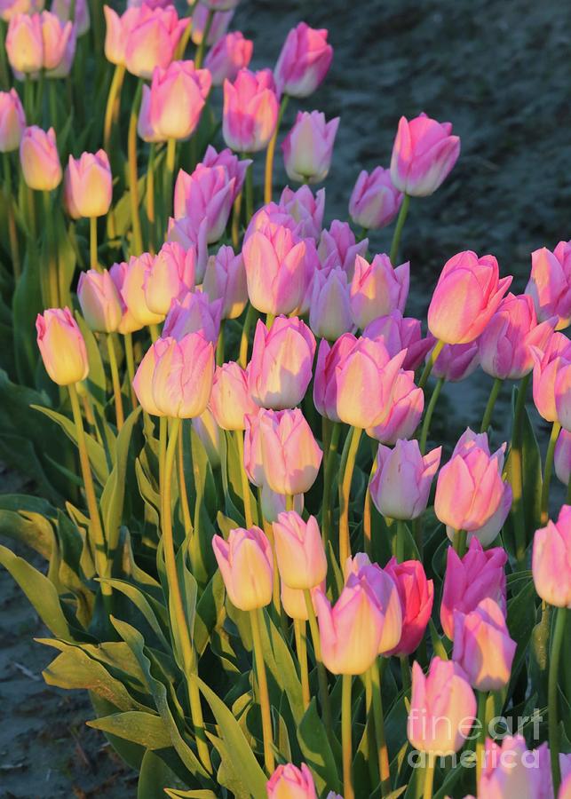 Sunny Pink Tulips Photograph