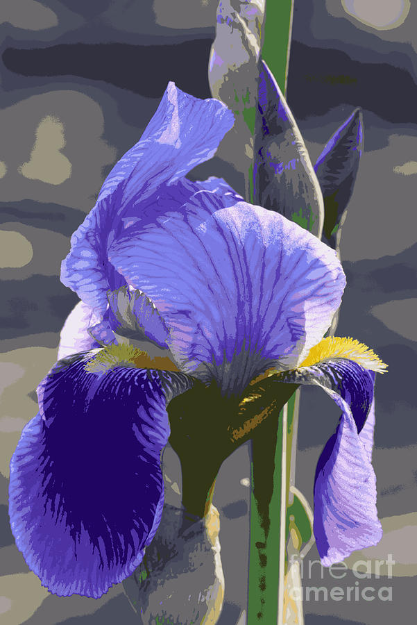 Sunny Purple Iris Creative Photograph by Carol Groenen