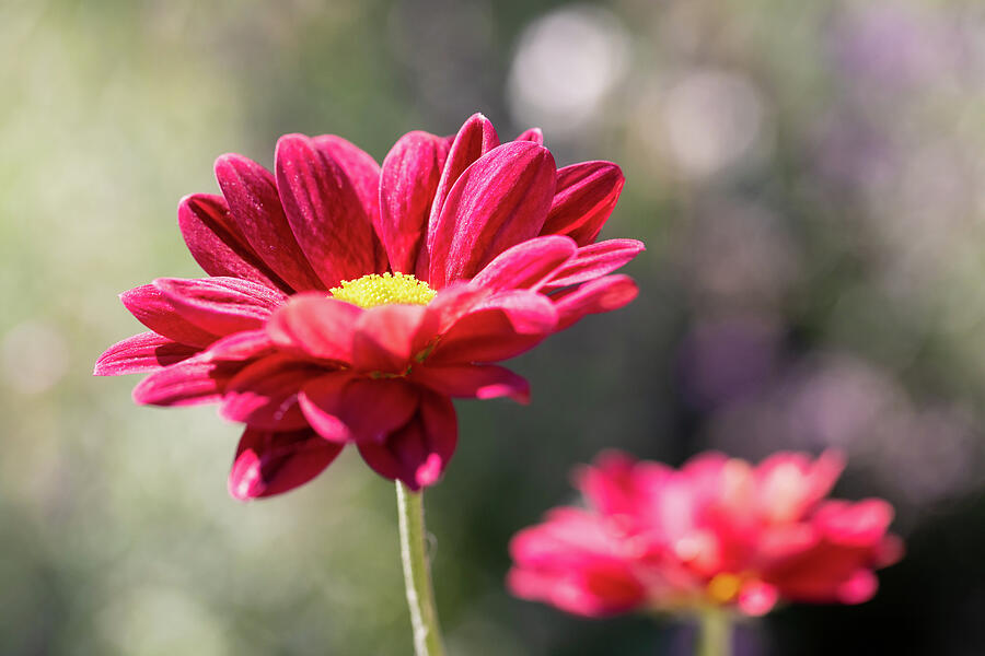 Sunny Chrysanthemum Photograph by Tanya C Smith