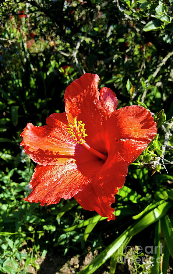 Sunny Red Hibiscus Photograph