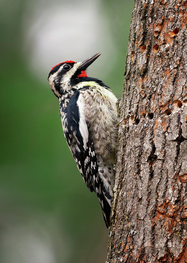 Sunny Sapsucker Photograph by Melinda Marconi - Fine Art America