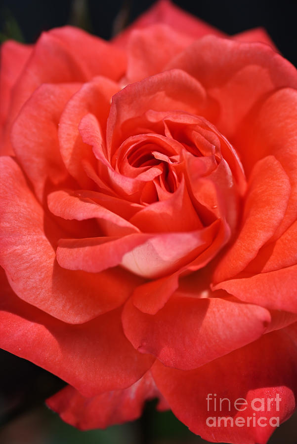 Sunny Side Of Rose Photograph by Joy Watson