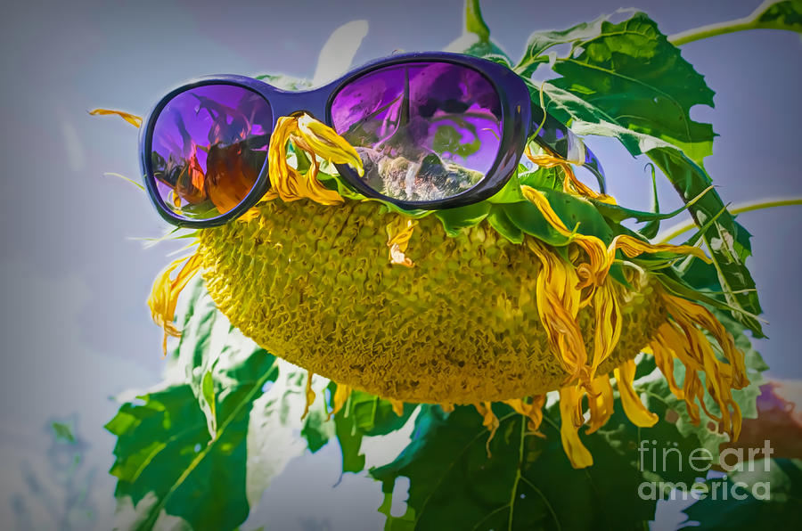 Sunflower Photograph - Sunny Side Up In The Sunflower Maze by Luther Fine Art