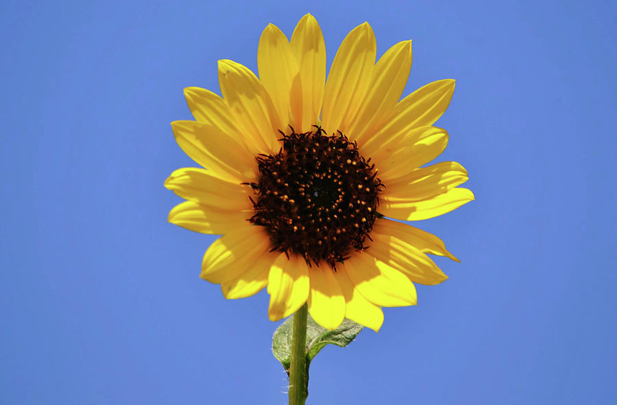 Sunny Side Up Sunflower In Blue Sky Photograph
