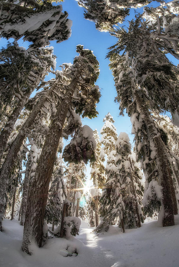 Winter Photograph - Sunny Snow Days by James Wheeler