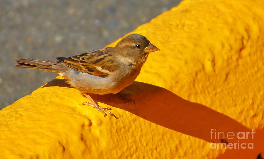 Sunny Sparrow Photograph by Kimberly Furey