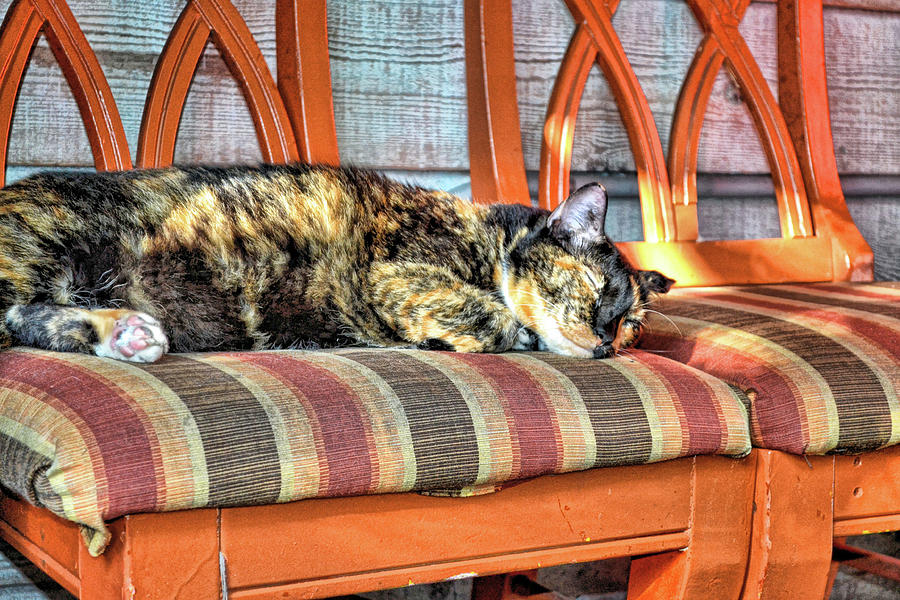Cat Photograph - Sunny Spots by Jamart Photography