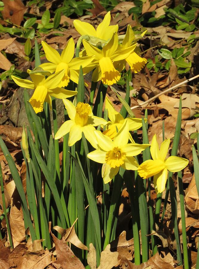 Flower Photograph - Sunny Springtime Daffodils  by Lori Frisch