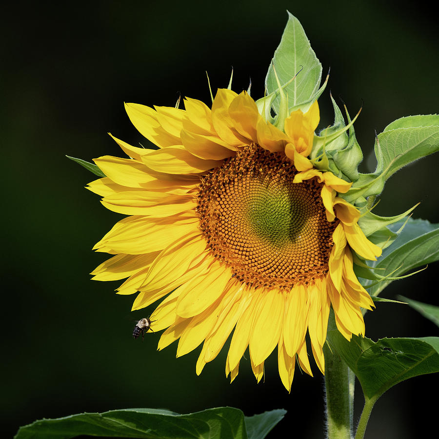 Sunny Sunflower Photograph By Bill Wakeley Fine Art America